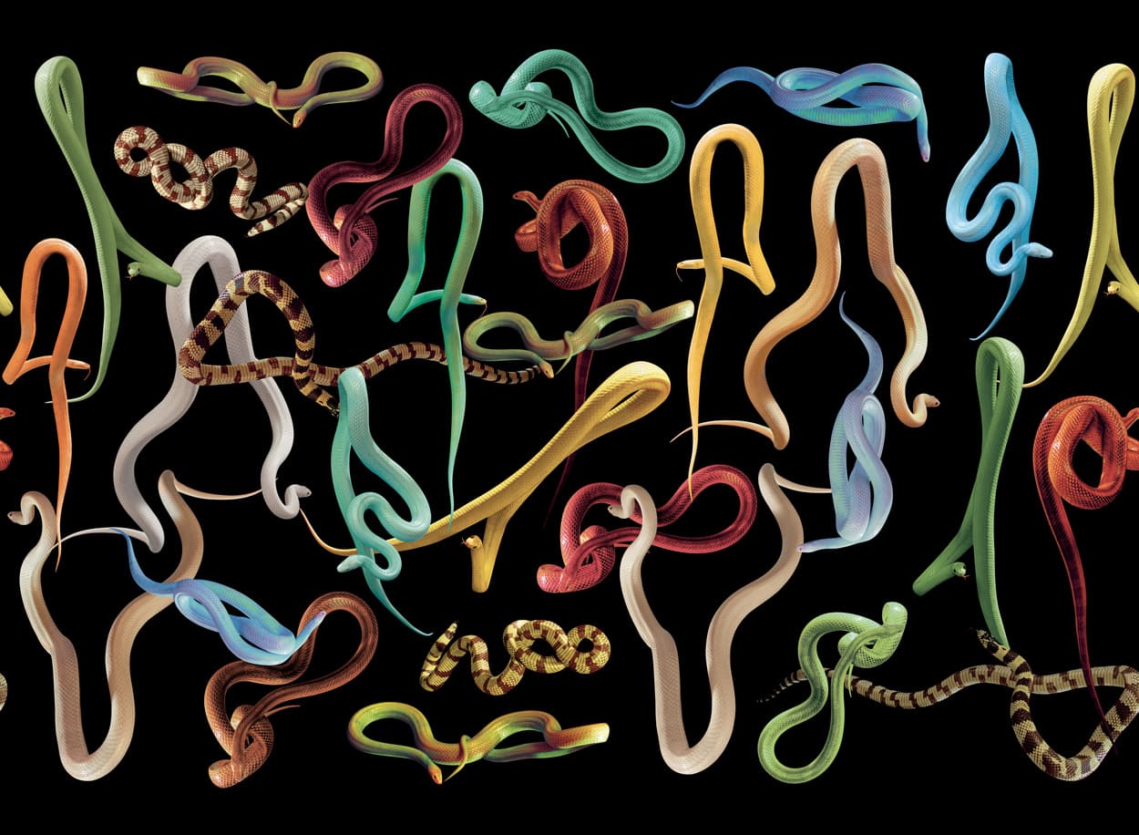 SNAKES-BLACK