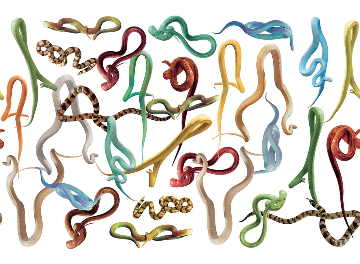 SNAKES-WHITE